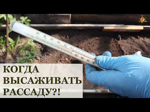 Видео: КОГДА ВЫСАЖИВАТЬ РАССАДУ?