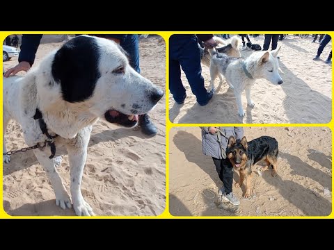 Видео: НОКИС ИЙТ БАЗАРЫ 2021-ЖЫЛ,СОБАЧИЙ РЫНОК НУКУС,Алабай,питбул,охотник,авчарка