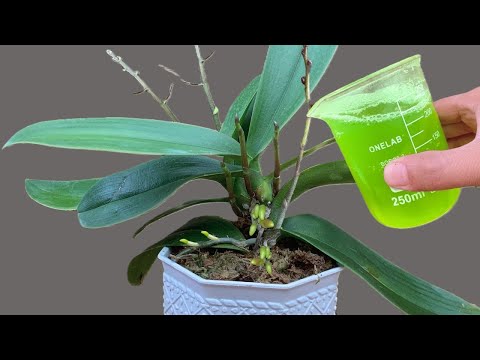 Видео: Одна чашка в месяц — и корни, и цветы цветут круглый год