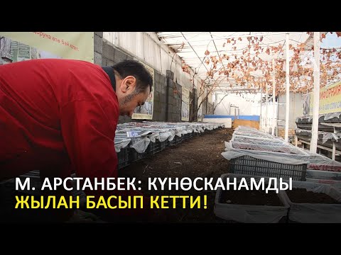 Видео: ШОК! Күнөсканада ЖЫЛАН көбөйүп...| Биогумус