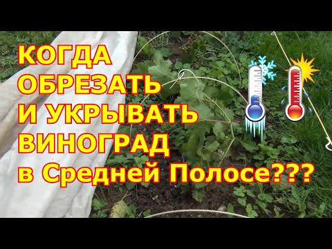 Видео: КОГДА ОБРЕЗАТЬ и УКРЫВАТЬ ВИНОГРАД в Средней Полосе ??? ЗАКАЛКА ЛОЗ