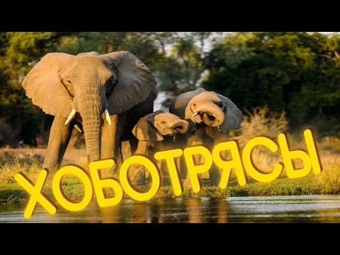 Видео: ПРИКОЛЫ ОТ ЧЕЛОЗАВРА 2025 / ХОБОТРЯСЫ / СМЕШНЫЕ ВИДЕО / МЕМЫ