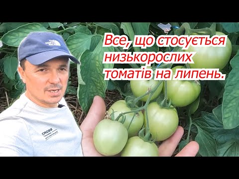 Видео: Низкорослі томати у відкритому грунті- все, що ми робили з ними за цей час.
