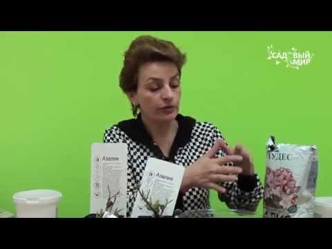 Видео: Как сажать азалии рододендроны