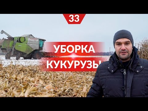 Видео: Поздняя уборка кукурузы под снегом. Советы Алексея Васильченко