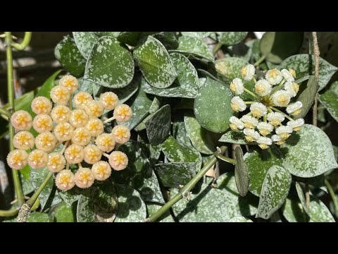 Видео: Хойи. Мои наблюдения, мой уход, мой опыт.