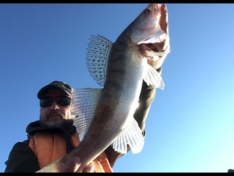 Видео: Отпуск в Спирино. Судак на джиг. 1 серия.