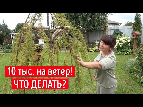 Видео: Что случилось с лиственницей? За такие деньги такой хлам!