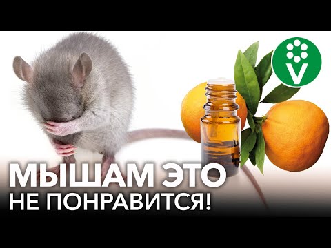 Видео: САМЫЙ ПРИЯТНЫЙ СПОСОБ БОРЬБЫ С МЫШАМИ! Как избавиться от мышей гуманными методами?
