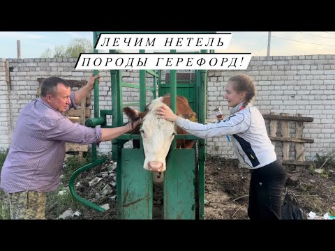 Видео: Купили станок для фиксации КРС! Обустраиваем новую ферму для мясных коров!