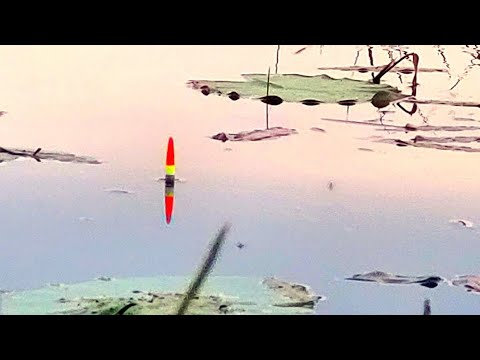 Видео: ВЫХОД ЛИНЯ РАННИМ УТРОМ!!РЫБАЛКА НА ПОПЛАВОК В МАЕ.РЫБАЛКА НА ЛИНЯ ВЕСНОЙ