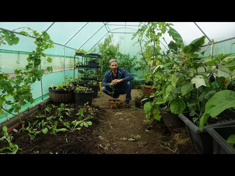 Видео: Как использовать политуннель (высокий туннель) | Виноград | Овощи | Деревья