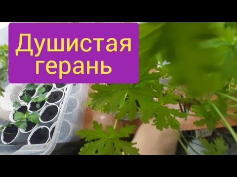 Видео: Как размножить душистую герань/отчёт о черенках/