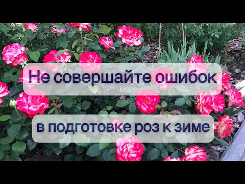 Видео: Как выбрать для себя правильную схему в подготовке роз к укрытию! Важная информация на 24-ой минуте!