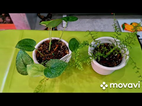 Видео: КОМНАТНЫЕ РАСТЕНИЯ(ЦВЕТЫ).НОВИНКИ,С OZON.