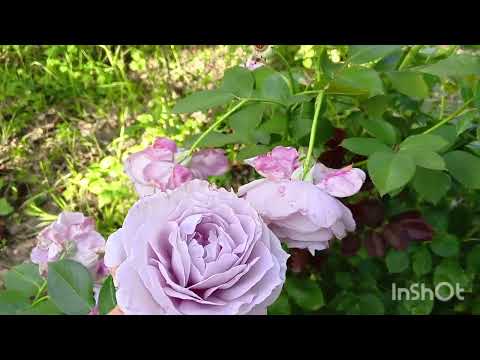 Видео: 🌹🍁🍁Моя любимая дача.Осень заглянула в дачный дворик.Розы,Гибискусы,Очиток Роза Новалис -роза шедевр.