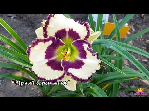 Видео: Сеянцы лилейников с круглым глазом / Сад Ворошиловой