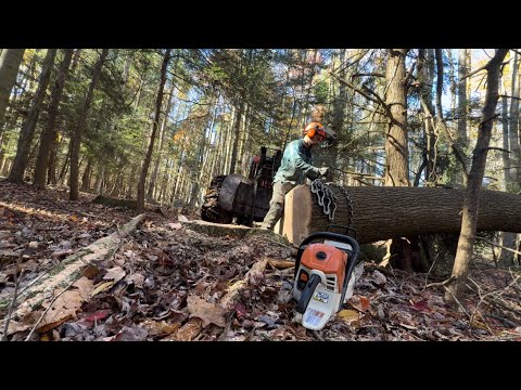 Видео: Это были какие-то дикие деревья.