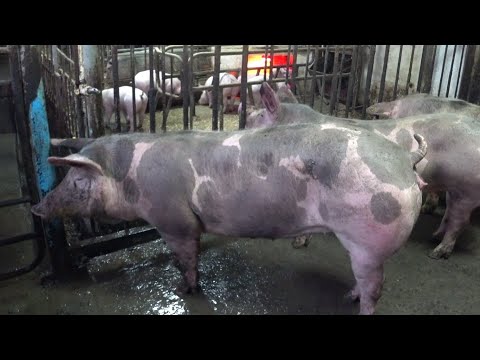 Видео: ‼️Возраст, вес? Для первого покрытия ремонтной свинки‼️
