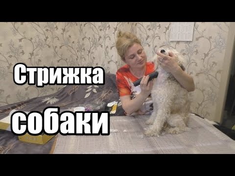 Видео: Как постричь собаку в домашних условиях. Тестирую машинку для стрижки собак Major Dog Hunfrise H22