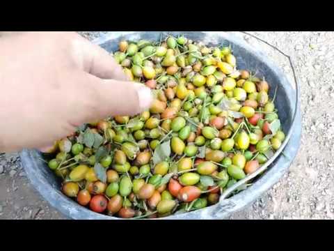 Видео: Обработка ягод шиповника перед посевом.