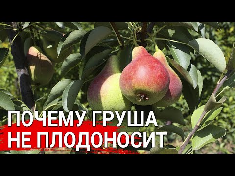 Видео: Почему груша не плодоносит