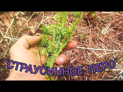 Видео: ЗАГОТОВКА ПАПОРОТНИКА 2021.