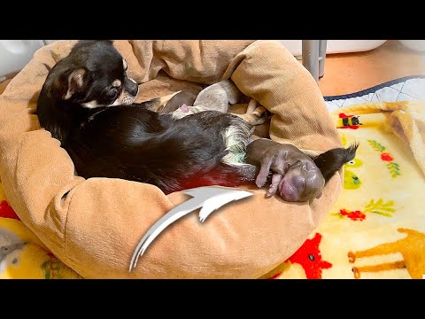 Видео: Щенок родился не очень живым. Удалось ли спасти?