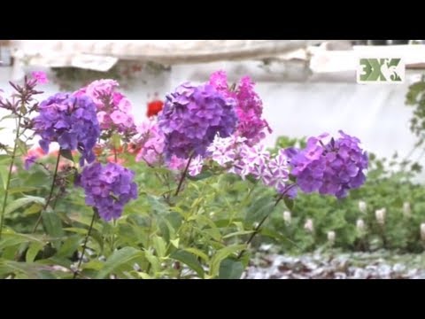 Видео: ФЛОКСЫ | ЛУЧШИЕ СОВЕТЫ