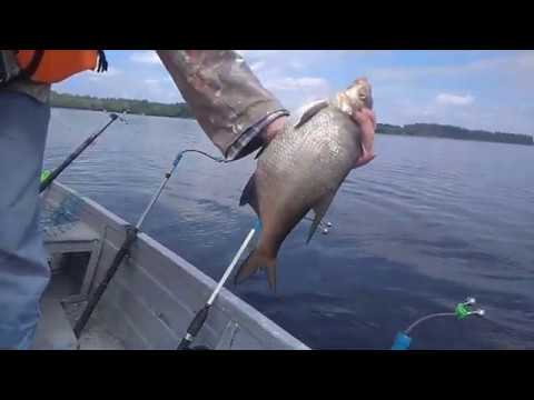 Видео: Рыбалка на донки на Волге клюет зачетный лещ. Деревня Семигорье Ивановская область.