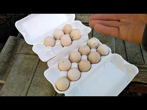 Видео: БОРКОВСКИЕ ТРЁХГОДОВАЛЫЕ РАДУЮТ мой птичий уголок в мае