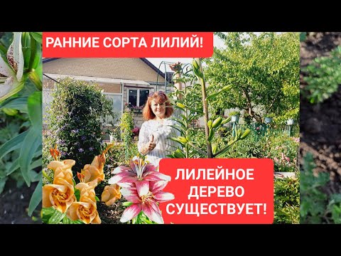 Видео: ЛИЛЕЙНОЕ ДЕРЕВО СУЩЕСТВУЕТ. ЗАЦВЕЛИ РАННИЕ СОРТА ЛИЛИЙ. АЗИАТСКИЕ ГИБРИДЫ.