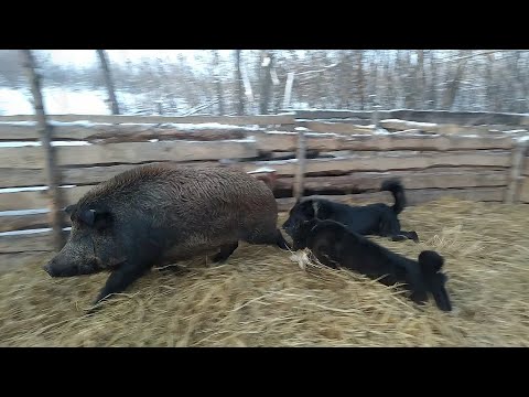 Видео: Притравка лаек  на кабана .