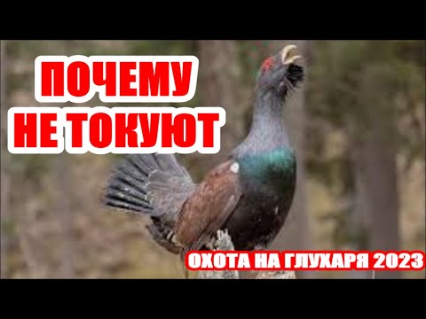 Видео: ОХОТА НА ГЛУХАРЯ 2023