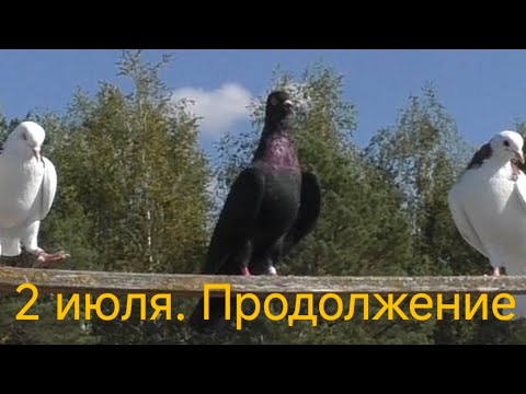 Видео: 2 июля. Продолжение, голуби🕊🕊🕊 ушли под облака. 