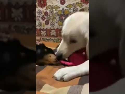 Видео: Красавцы!!!👍👍👍🐕🐕🐕🐶