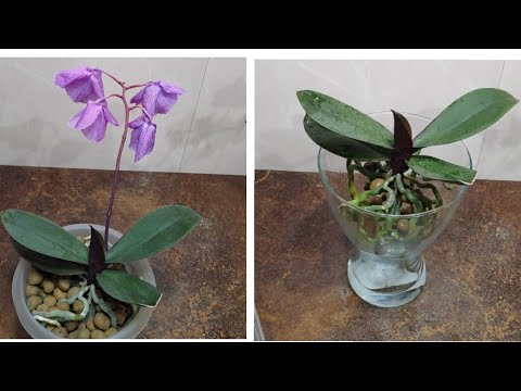 Видео: 27.01.22.как растут ОРХИДЕИ в керамзите из Икеа.. и пересадка в открытую  систему.
