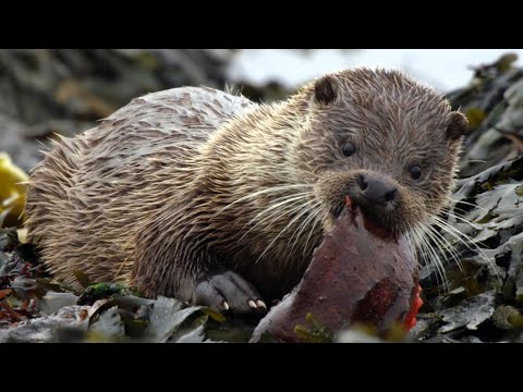 Видео: Шотландские выдры, семейная история