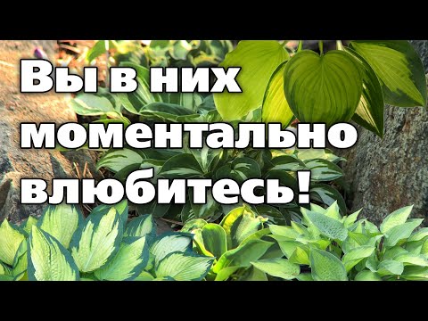 Видео: ТОП - 7 лучших сортов хосты. Самые устойчивые и надежные