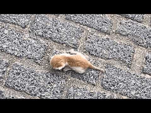 Видео: Я собирался в автопутешествие, но случайно нашёл котёнка и изменил все планы, чтобы спасти его!