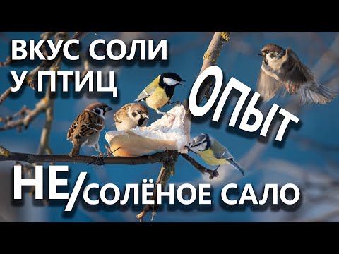 Видео: Несолёное и солёное сало для птиц – что можно, а что нельзя?