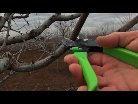 Видео: Правильная обрезка алычи чашей / МАКСИМАЛЬНЫЙ РЕЗУЛЬТАТ / proper cropping of cherry plum with a bowl