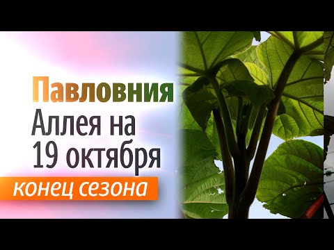 Видео: Аллея Павловнии на 19 октября 2023 года.