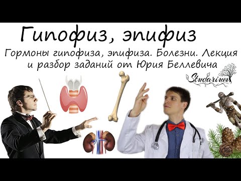 Видео: Гипофиз, эпифиз. Гормоны гипофиза и эпифиза. Болезни. Лекция и разбор заданий от Юрия Беллевича