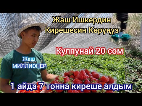 Видео: 1 айда 7 тонна Тушум берди КУЛПУНАЙ САТЫП МИЛЛИОН киреше тАпкан жаш Ишкер