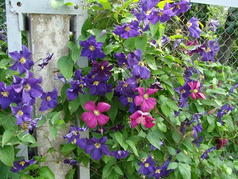 Видео: Как укрыть 100 клематисов за пять часов