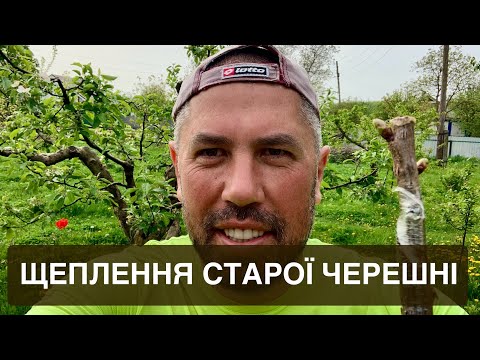 Видео: Щеплення старої черешні