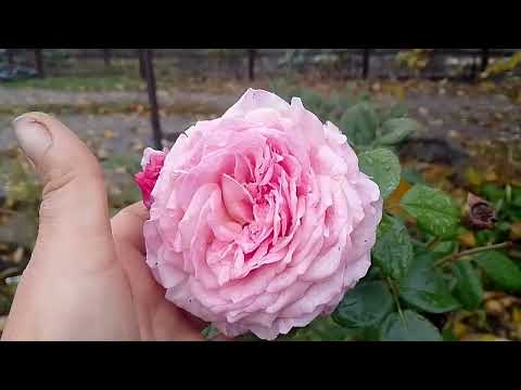 Видео: Троянди які витримують спеку# троянди 