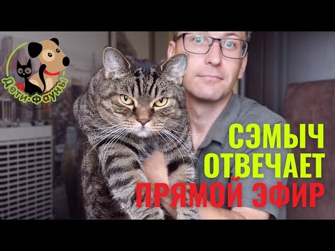 Видео: Ответы на вопросы о кошках и собаках 25.02.2024