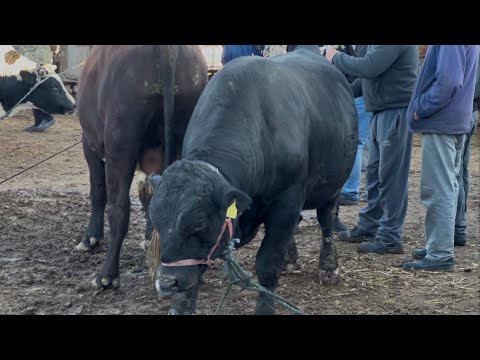 Видео: КАТТА БУҚАЛАР ШОВОТ ПИР БОЗОРИ 23-октября 2024 г.